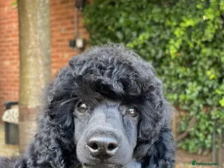 Miniature Poodle dogs Miniature Poodle – A Young Dog of Distinction - Advert 1