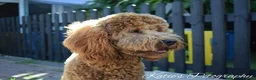 Miniature Poodle dogs for stud: Stunning health tested KC Red Miniature Poodle in Cannock - Advert 13