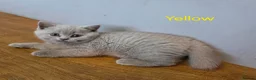 British Shorthair cats for sale: GCCF British Shorthair kittens in Southampton - Advert 19