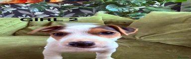 Jack Russell 3