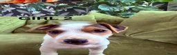 Jack Russell dogs for sale: Jack Russell Puppies - Advert 5