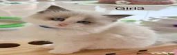 Ragdoll cats for sale: Stunning champion line Ragdoll kittens - Advert 17