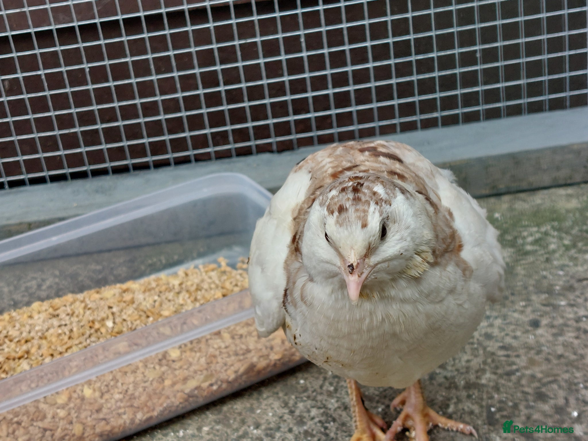 Quail poultry Male jap quail - Advert 5