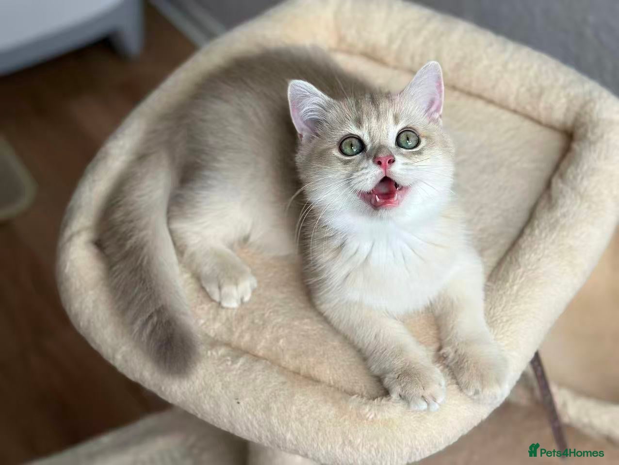 British Shorthair cats Loving Lilac Golden British Shorthair Boy - Advert 7