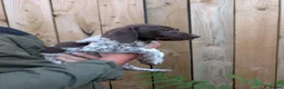 German Shorthaired Pointer dogs for sale: 3 beautiful German pointers!! - Advert 9