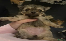Chihuahua dogs for sale: Chihuahua and Pomchi puppies - Image 15