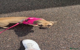 Mixed Breed dogs for sale: Frenchbulldog crossed pug and American bulldog  - Image 4