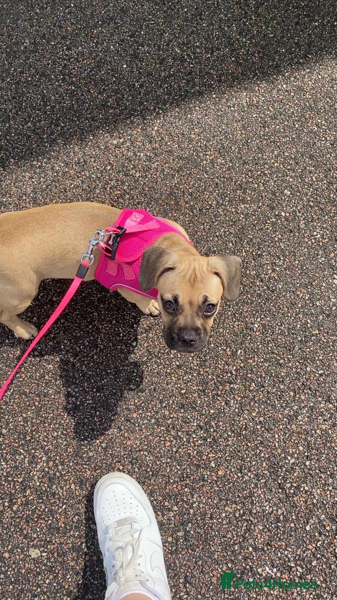 Mixed Breed dogs for sale: Frenchbulldog crossed pug and American bulldog  - Image 4
