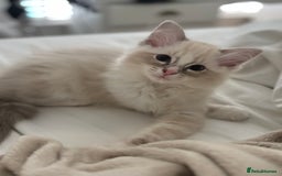 Ragdoll cats for sale: Ragdolls in Glasgow - Image 7