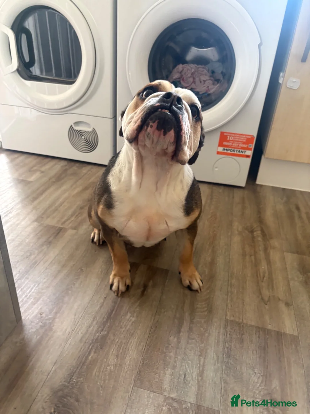 English Bulldog dogs for sale: Bulldog  in Doncaster - Advert 2