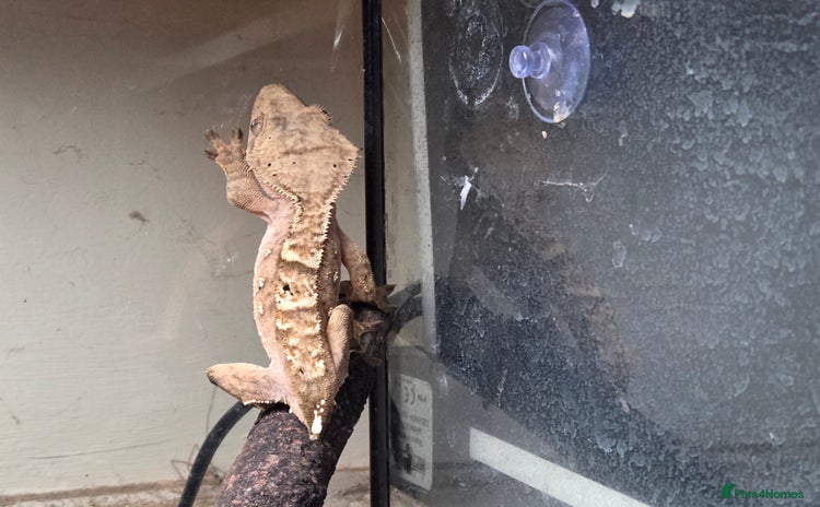 Gecko reptiles - Advert 2