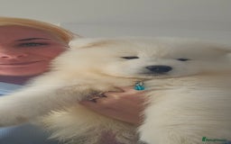 Samoyed dogs for sale: Last Boy samoyed  - Image 4