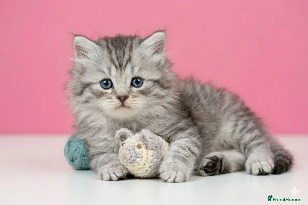 Scottish Fold cats for sale: Scottish fold and straight kittens 🐾🐾 - Advert 2