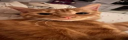 Domestic Shorthair cats for sale: Sweet ginger boy  in Newcastle - Advert 2