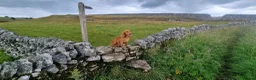 Sprocker dogs for sale: Stunning Sprocker Spaniel puppies  in Mansfield - Advert 13