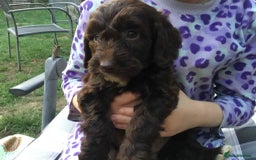 Cockapoo dogs for sale: Gorgeous Cockerpoo puppies  - Image 4