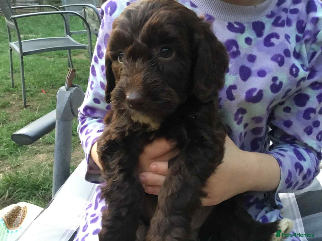 Cockapoo dogs for sale: Gorgeous Cockerpoo puppies  - Image 4