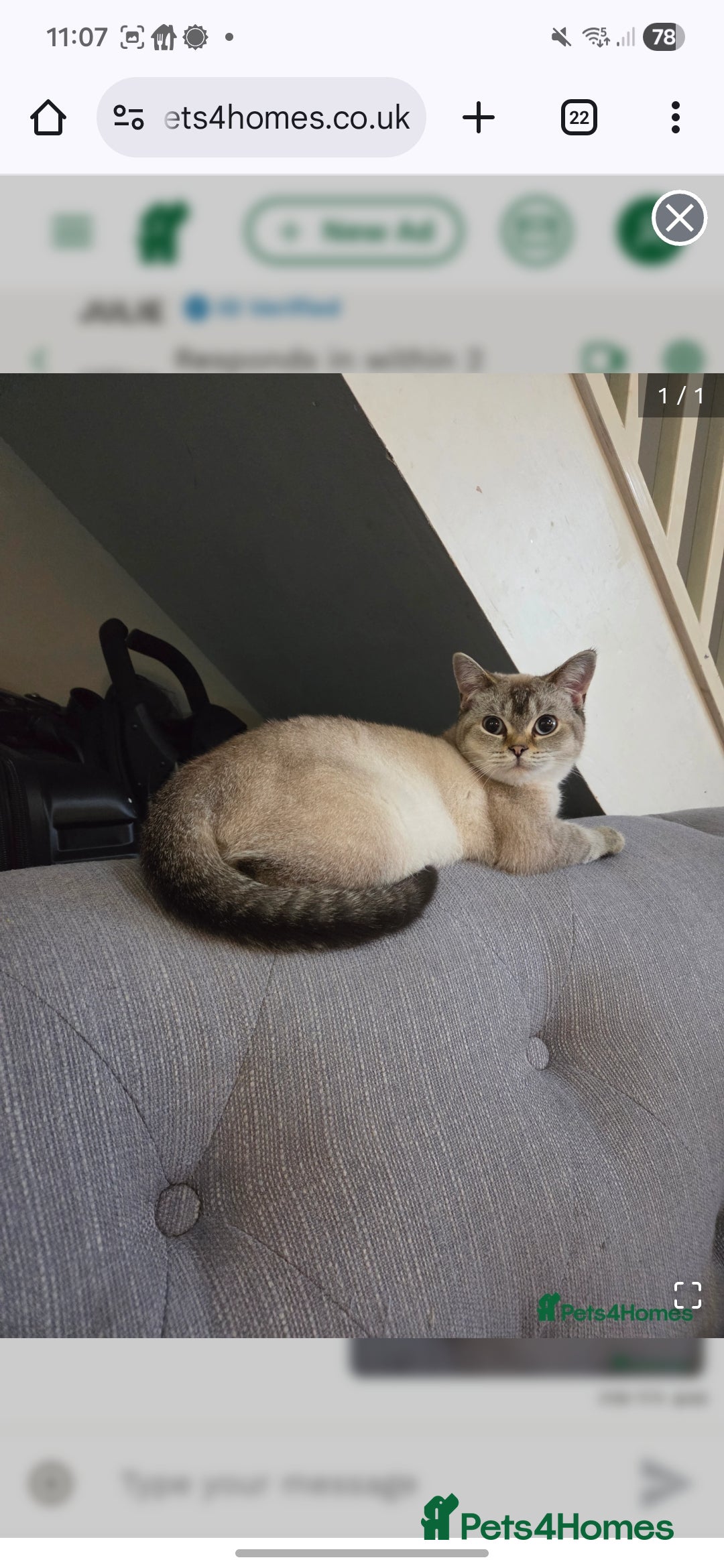 British Shorthair cats British shorthair colourpoint - Advert 1