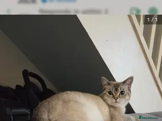 British Shorthair cats British shorthair colourpoint - Advert 15