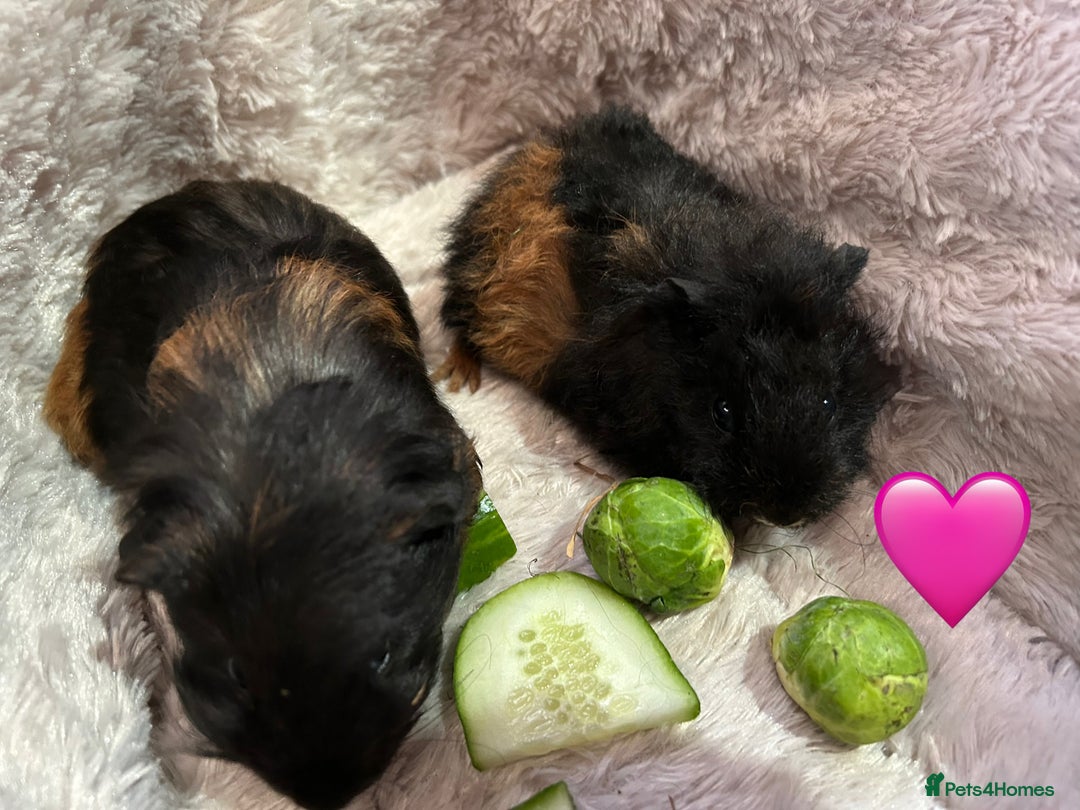 Guinea Pig rodents for sale: GORGEOUS BABY GUINEA PIGS - Advert 20