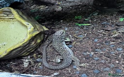 Gecko reptiles for sale: Lizards for sale - lots to choose from  in Nottingham - Image 3