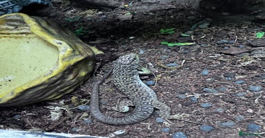 Gecko reptiles in Nottingham - Advert 1
