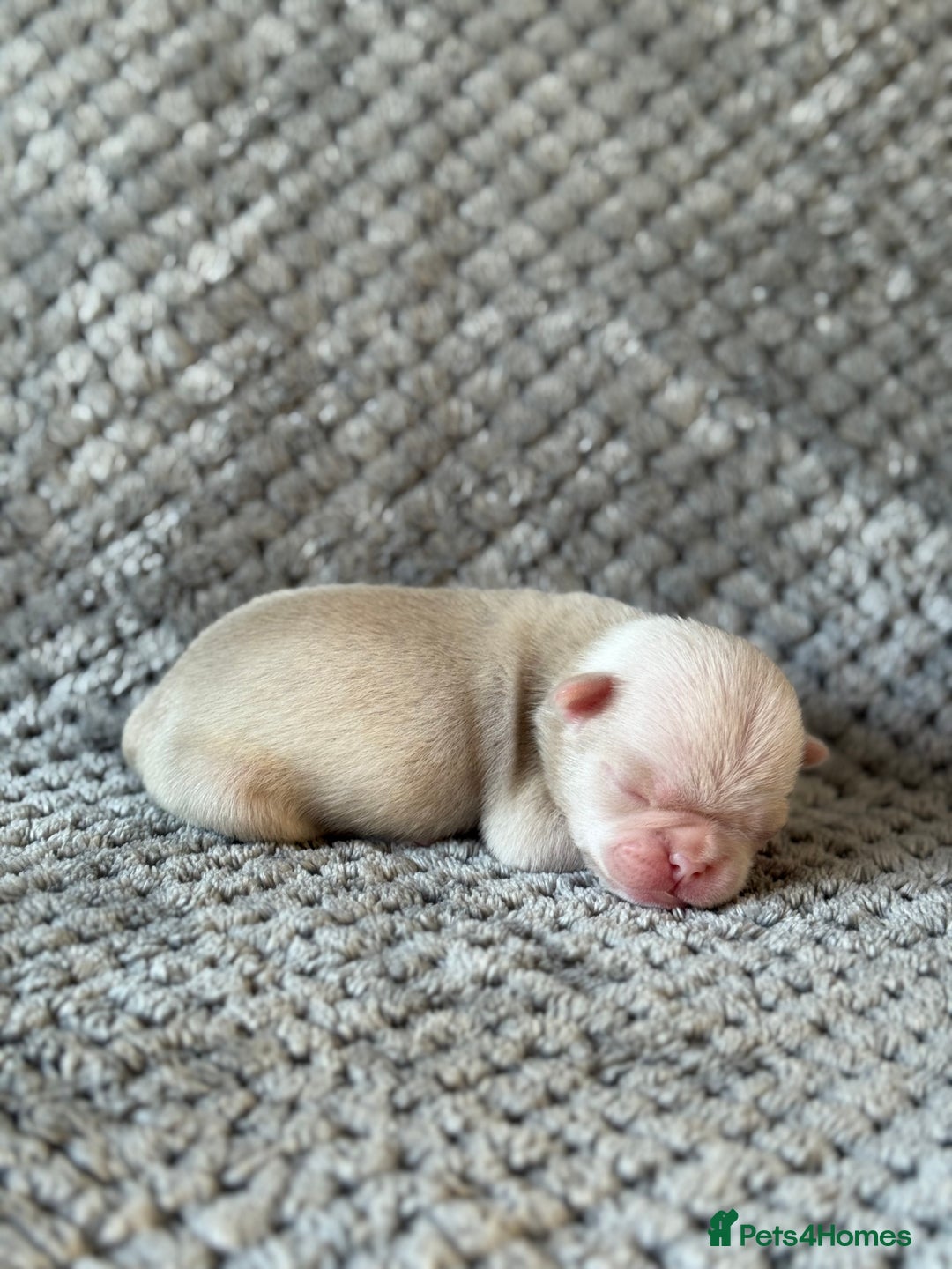 Pug dogs for sale: 10 beautiful pink pugs looking for there new home  - Image 10