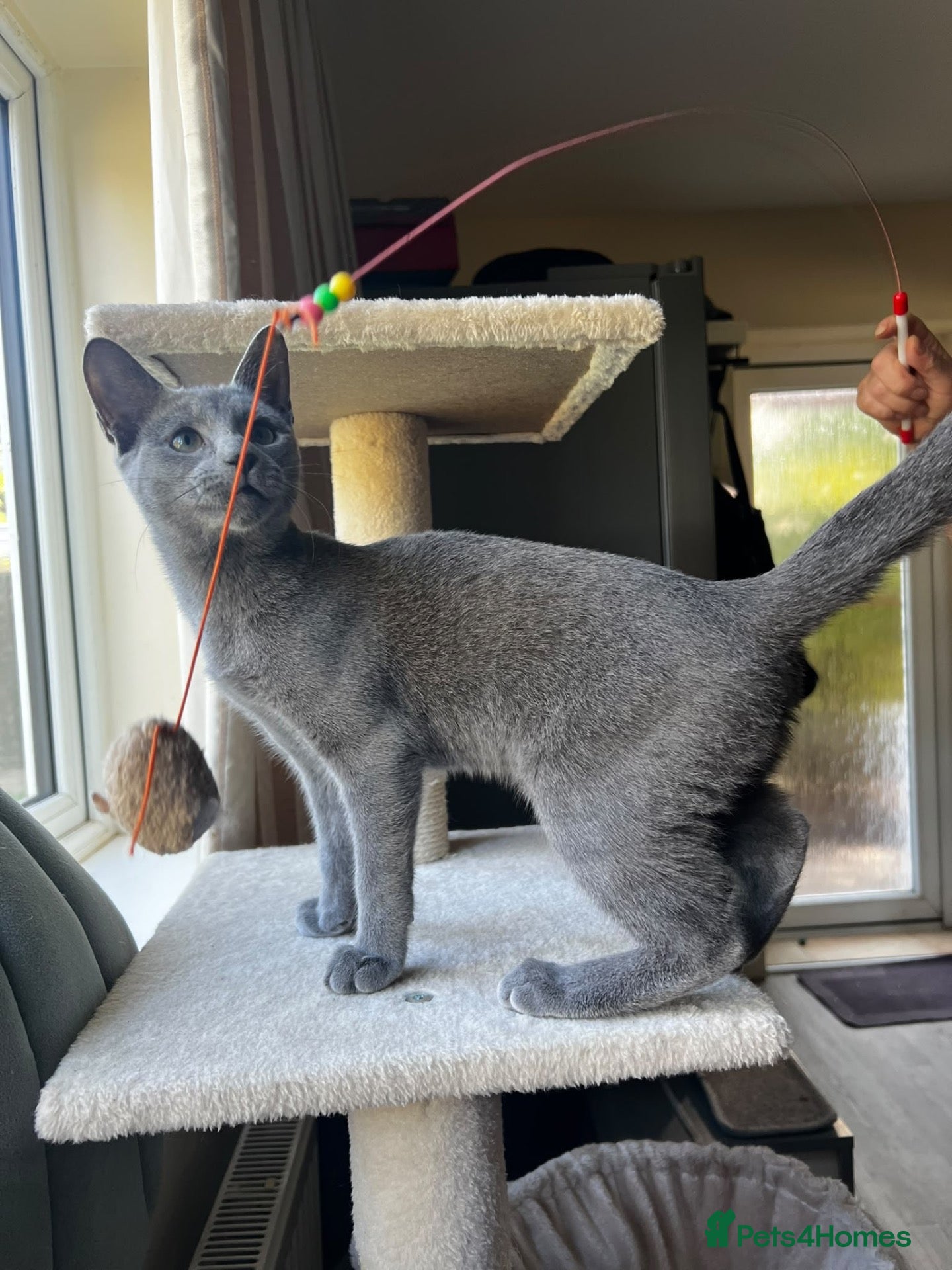 Russian Blue cats Lats one! Beautiful Russian Blue female kitten  - Advert 2