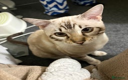 Bengal cats for sale: Snow Lynx Bengal - Image 7