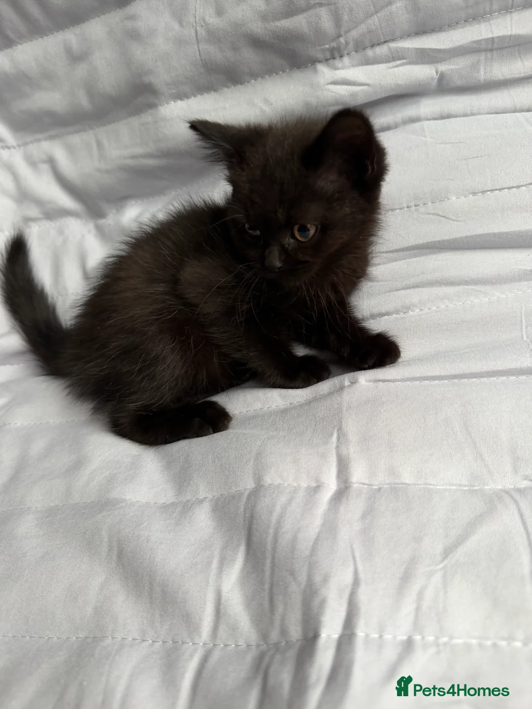 British Shorthair cats for sale: Pedigree BSH British cat kittens  - Advert 13