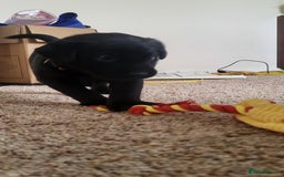 Labrador Retriever dogs for sale: Pedigree Labrador puppies - strong and healthy  - Advert 4