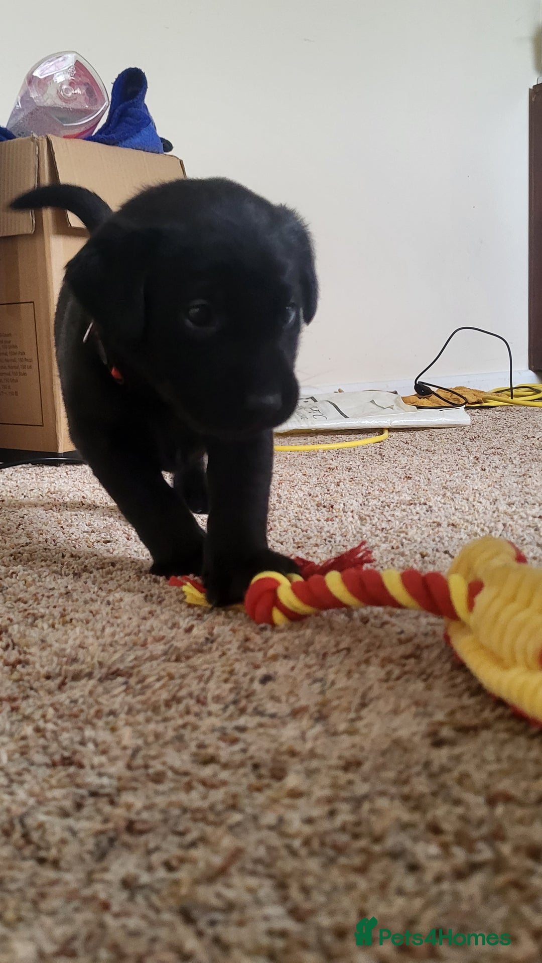 Labrador Retriever dogs for sale: Pedigree Labrador puppies - strong and healthy  - Advert 4