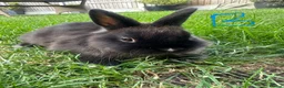 Netherland Dwarf rabbits for sale: Netherland Dwarf Rabbits For Sale  - Advert 12