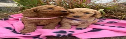 Cockapoo dogs for sale: Cockapoo puppies  - Advert 9