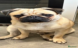 Pug dogs for sale: Male pug 14 months old  - Advert 3