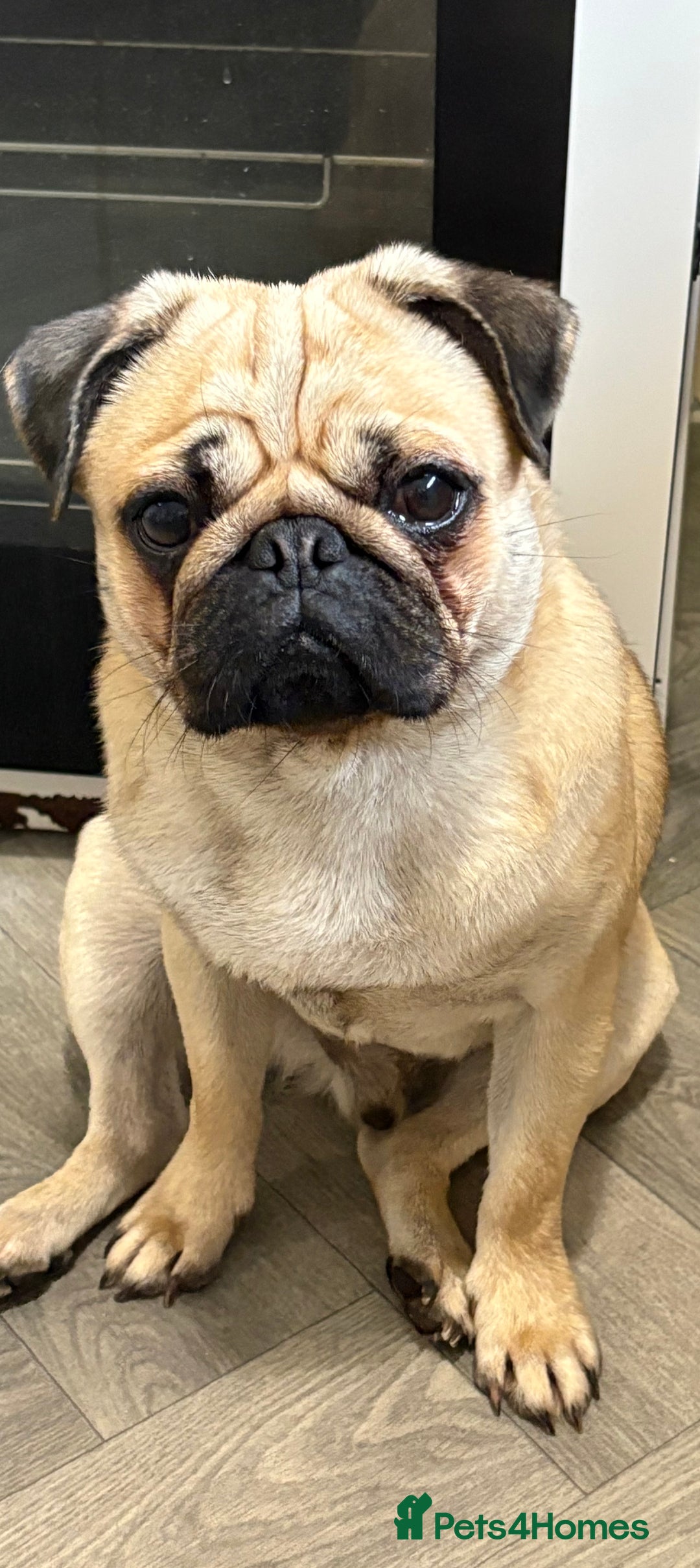 Pug dogs for sale: Male pug 14 months old  - Advert 3