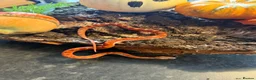 Corn Snake reptiles for sale: Corn snakes WOW AMAZING  - Advert 12