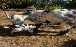 Goats livestock for sale: Male and female Pygmy goat with baby female  - Image 2