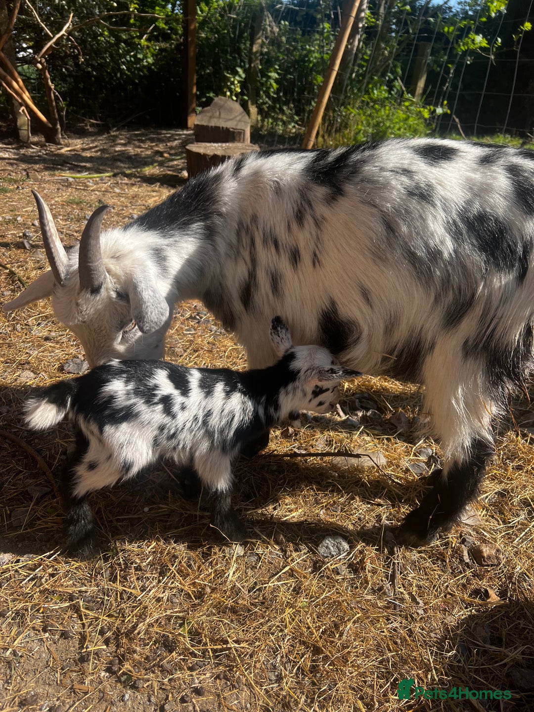 Goats livestock for sale: Male and female Pygmy goat with baby female  - Image 2