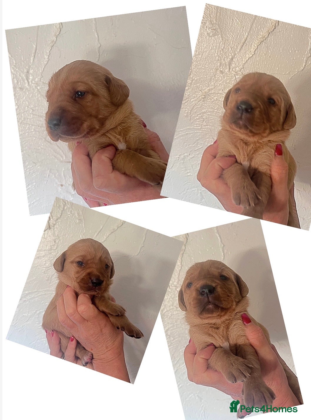 Labrador Retriever dogs KC fox red & yellow labrador pups health tested - Advert 1