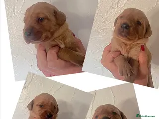 Labrador Retriever dogs KC fox red & yellow labrador pups health tested - Advert 1