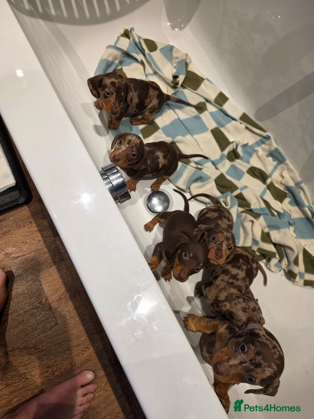 Miniature Dachshund dogs for sale: 6 stunning KC registered Pups  - Advert 2