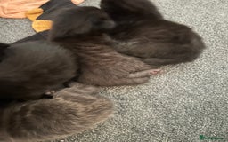 Mixed Breed cats for sale: Our beautiful cat has had a beautiful litter!  - Image 6