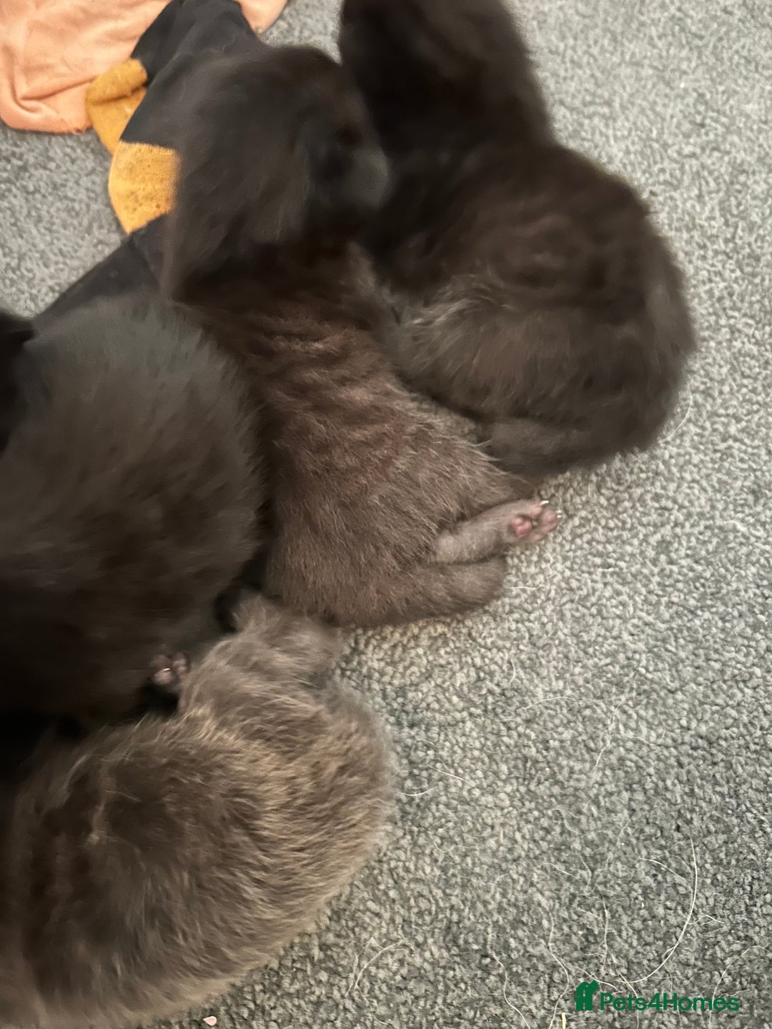 Mixed Breed cats for sale: Our beautiful cat has had a beautiful litter!  - Image 6