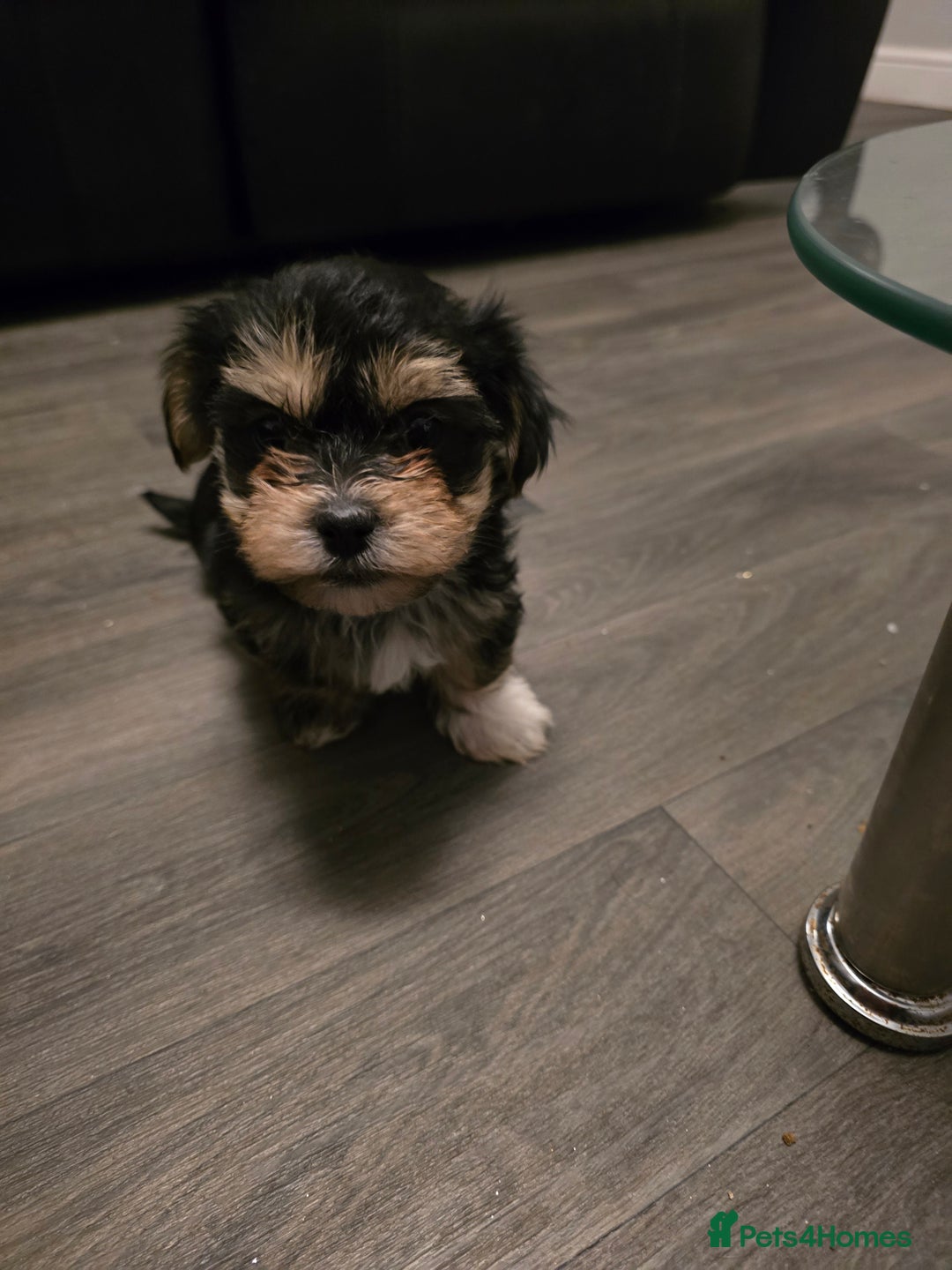 Morkie dogs for sale: Morkie puppies for sale - Advert 22