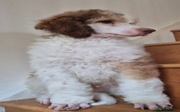 Standard Poodle dogs for sale: KC reg Brown Parti & phantom Standard Poodle pups - Image 19