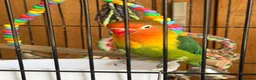 Lovebirds birds for sale: Lovely Lovebird For Sale in Banbury - Advert 16