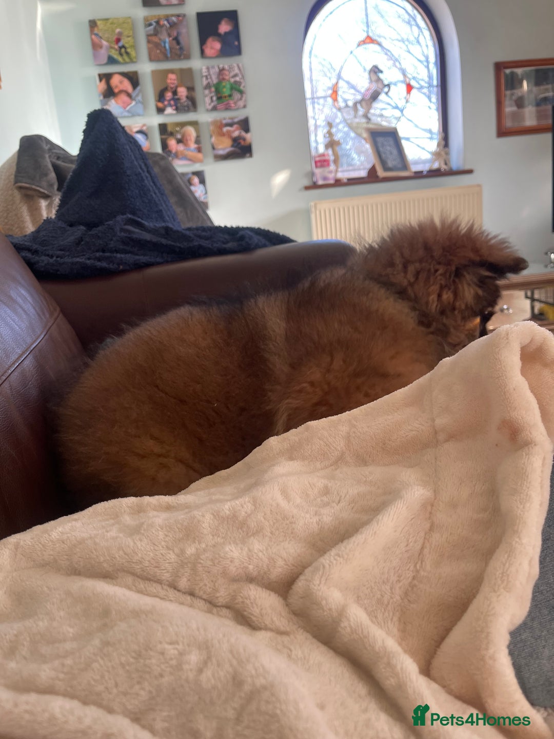 German Shepherd dogs for sale: German Shepherd MALE - Huge  - Advert 32