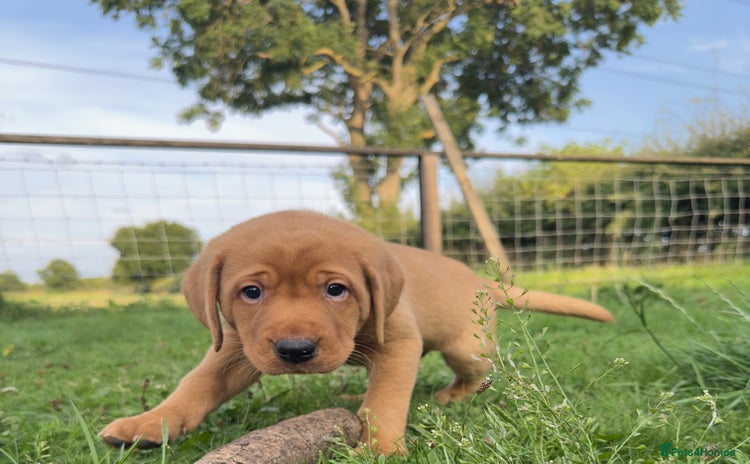Labrador Retriever dogs - Advert 10