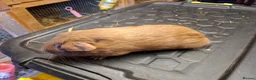 Guinea Pig rodents for sale: Male and female baby guinea pigs for sale - Advert 13